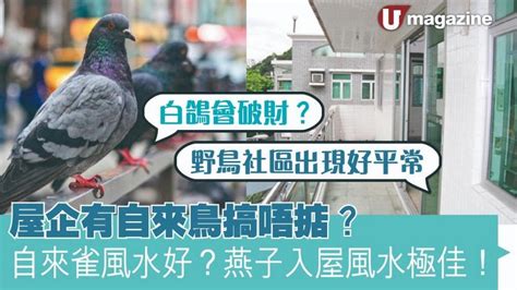 自來雀風水|為何自來雀被視為吉祥鳥？